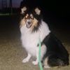 collie_lessi