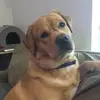 bennytheyellowlab