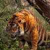 simitiger00