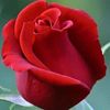 anjuanju3388