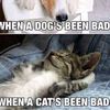katattitude1