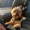 toby_26.06.2017