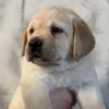 labrador_puppies2025