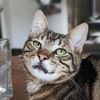spicypeppacat