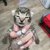thetom5000