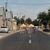 mustafe_osman44