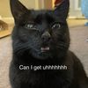 the_indigo_cat