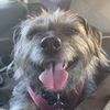 scruffabella