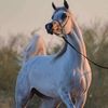 y_asser353