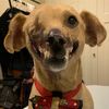 Haddie the Dog