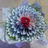 canhluong81