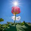 rowtotherose