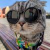 miaumiau.lt