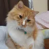 catroopa_of_7