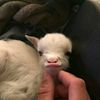 alpacawww