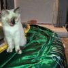 kitty112277