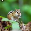 chipmunk1