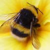 intoxicated_bumblebee