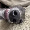 thatlymeguy