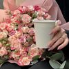 shayomiiq8
