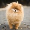 keanuthepompom