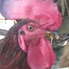 galoromeu
