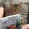 catbalustorys