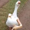 gang_goose
