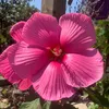iris.rebelo1