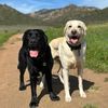 retrieversonthego
