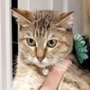 pommom319