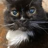 novcat