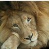 sandylion1979
