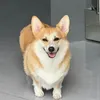corgilove0601