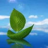 thanhchi112233