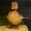 theindifferentduck