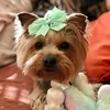 Chloe and Lia the yorkies💕