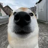 mihaigruia12