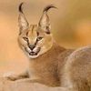 salma_mamake_lam
