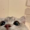 linglingspam