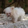 miperrito_yaki