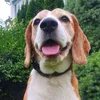 hunter_beagle