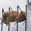 orange_cat5555