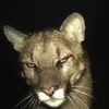 beabadoobeeluvr1