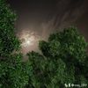 oas_509