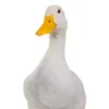 antoniohacendado