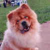 chow_doglover
