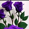salwaalhashmy267