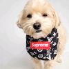 luca_maltipoo