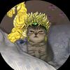 meowdio_brando0